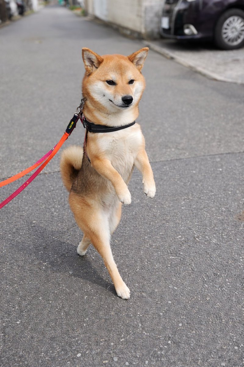 birdschirping4's tweet photo. 我が犬、二本足で歩き始める。4月1日。 https://t.co/c1cuTf231p