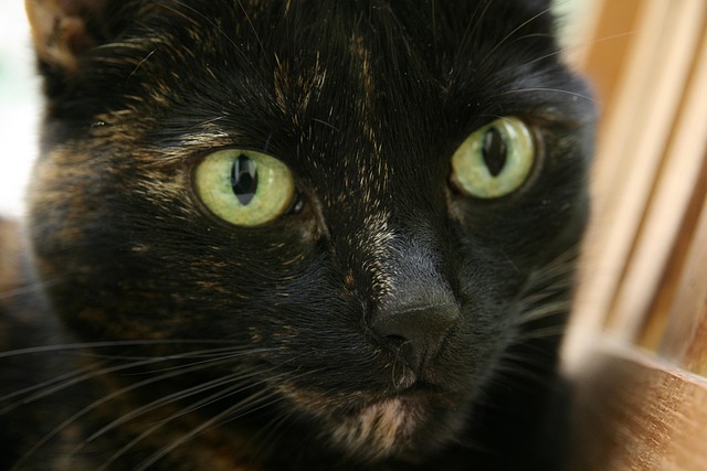 Wayne Burris tweet media