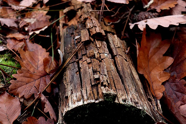 Rahul Eidenschink tweet media