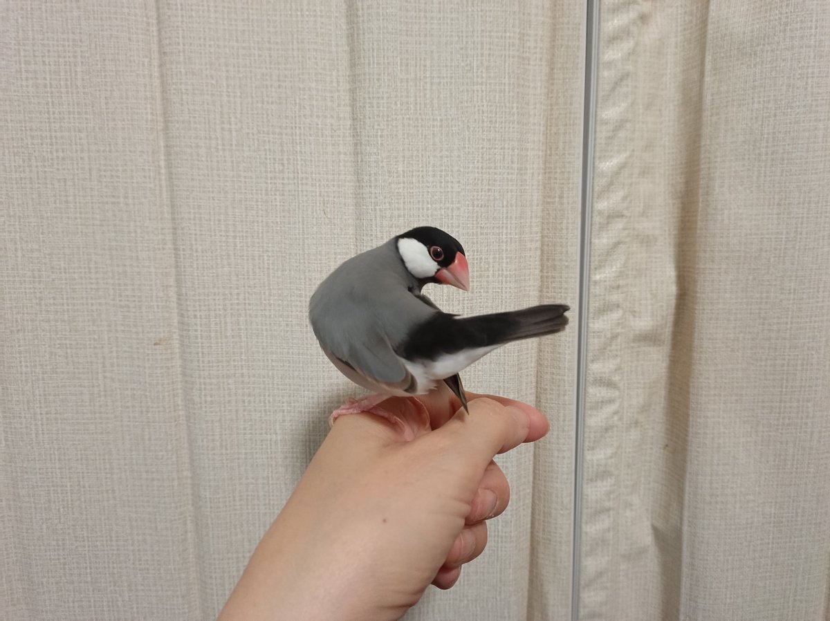 さんじや tweet media