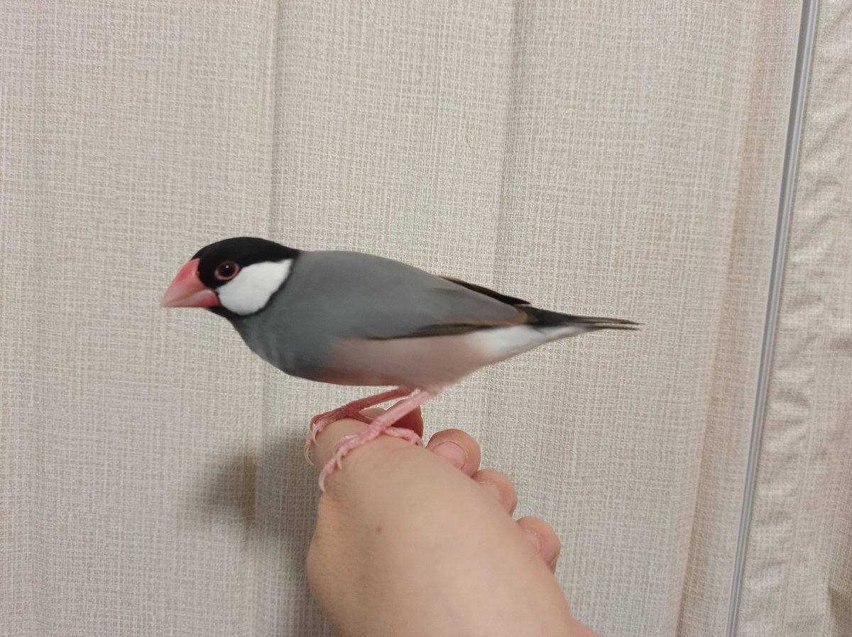 さんじや tweet media