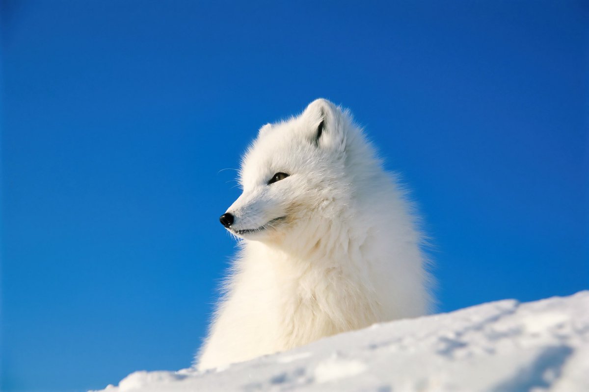 白いキツネ #ホッキョクキツネ #arctic fox
