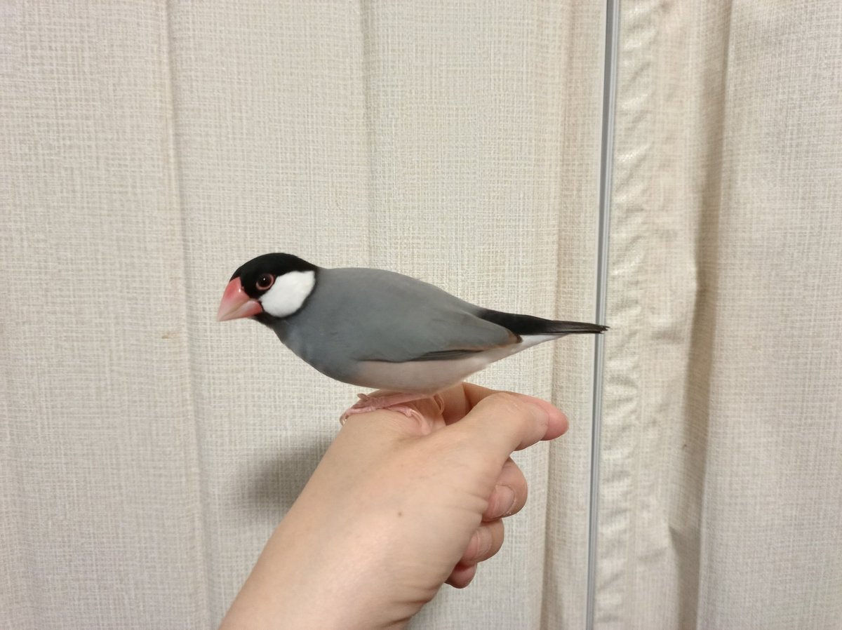 さんじや tweet media