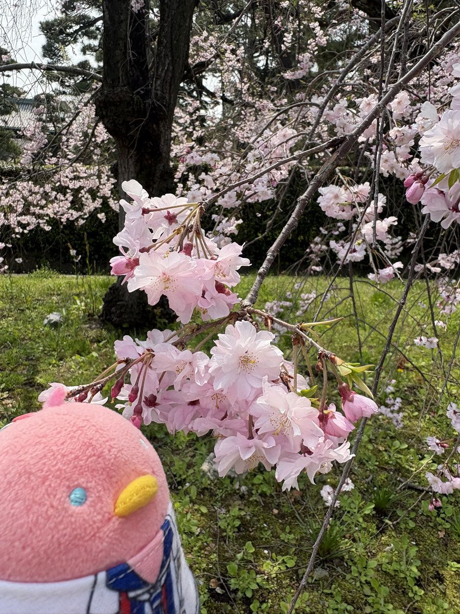 313_ciel's tweet photo. えええ嬉しすぎる改めてPの自己紹介しておこうかな

海外Pの皆様。あおぞら、もしくはクミと呼んでください。
LegendersをメインにTHE虎牙道、F-LAGS、C.FIRST担当してる日本のSideMPです。
英語、中国語、韓国語、スペイン語勉強中。
フランス語とイタリア語も頑張ってます。
よろしくお願いします！ https://t.co/M9ttZ1IDwJ