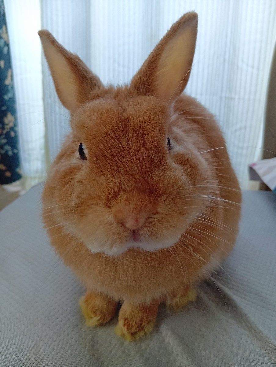 tomokoro56's tweet photo. となり君2歳のお誕生日🐰🥳
エイプリルフール生まれだけど
嘘じゃないよ!
#ネザーランドドワーフ
#うさぎのいる暮らし https://t.co/ukpCWLYmpB