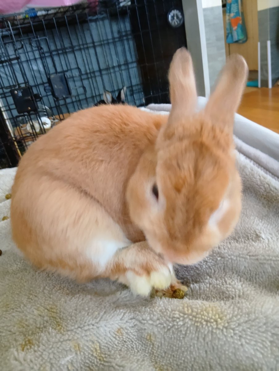 tomokoro56's tweet photo. となり君2歳のお誕生日🐰🥳
エイプリルフール生まれだけど
嘘じゃないよ!
#ネザーランドドワーフ
#うさぎのいる暮らし https://t.co/ukpCWLYmpB