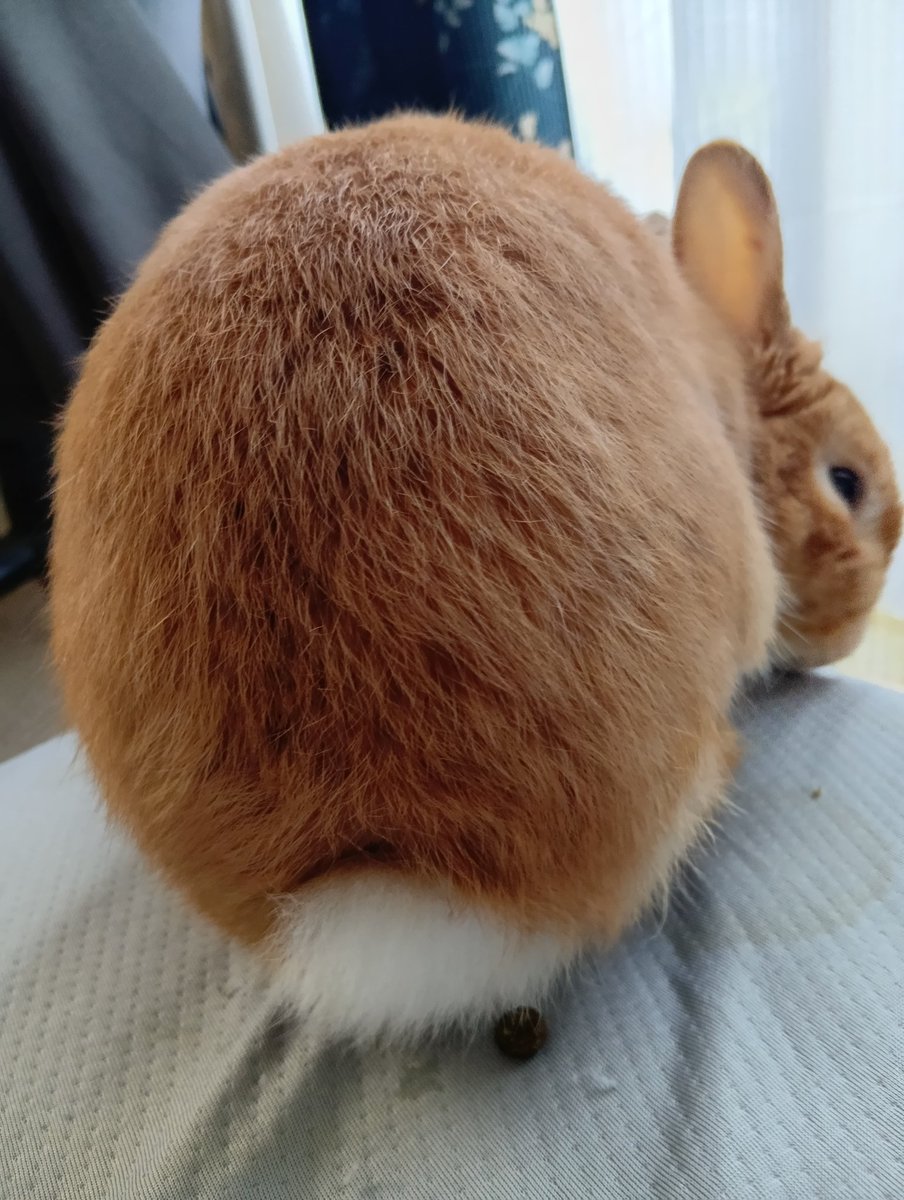 tomokoro56's tweet photo. となり君2歳のお誕生日🐰🥳
エイプリルフール生まれだけど
嘘じゃないよ!
#ネザーランドドワーフ
#うさぎのいる暮らし https://t.co/ukpCWLYmpB