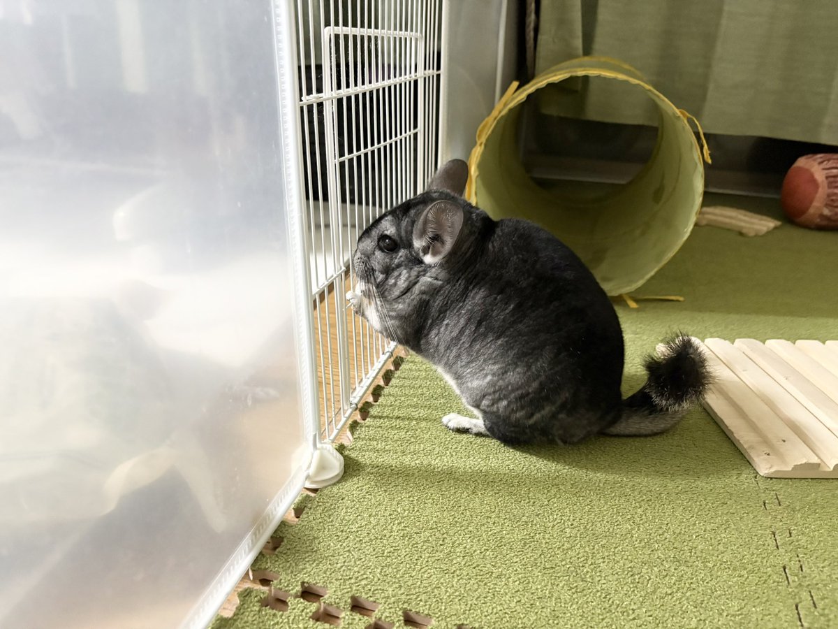 かに玉ひな。エッセイ漫画 tweet media