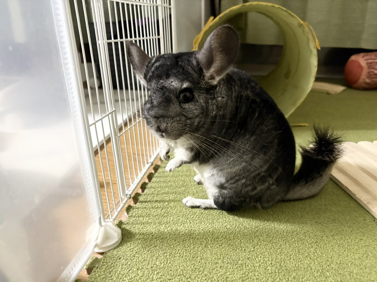 かに玉ひな。エッセイ漫画 tweet media