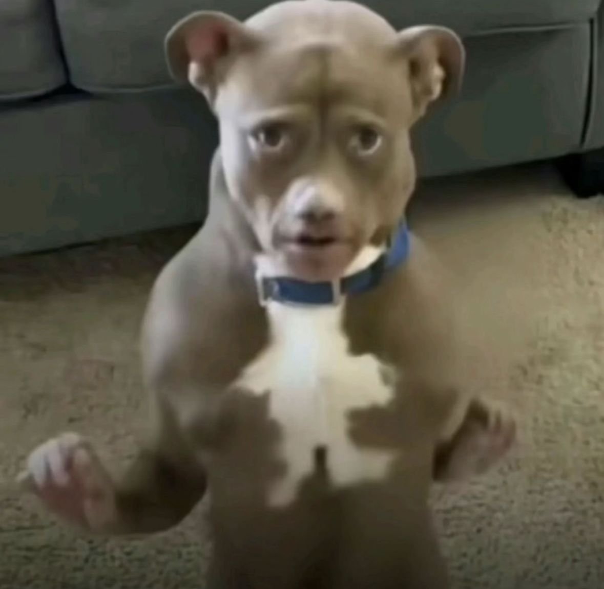 loveanimals tweet media