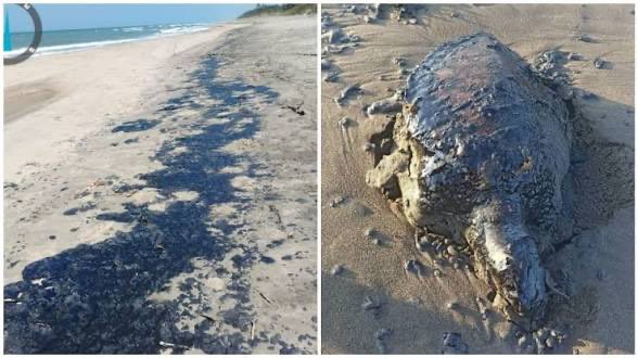 Fernando tweet media