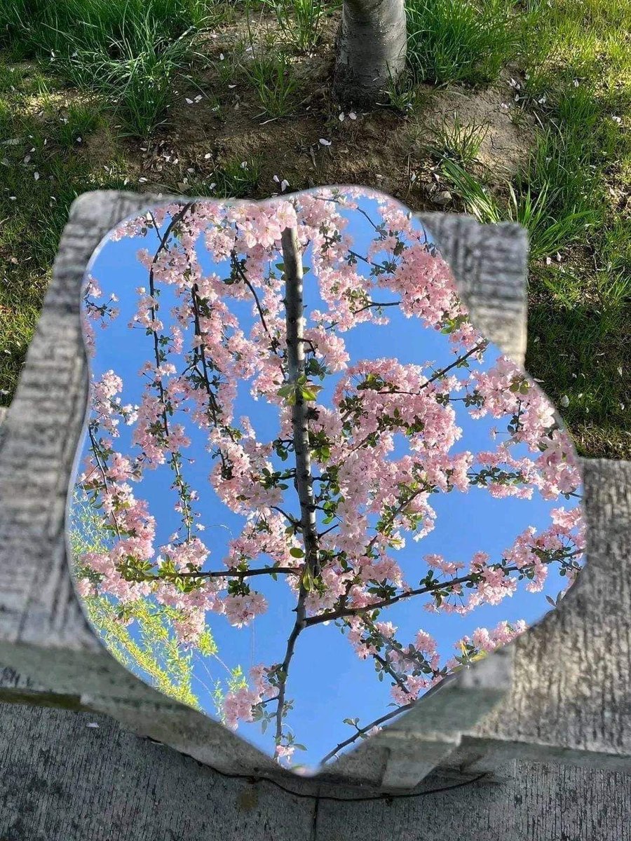 serenity tweet media