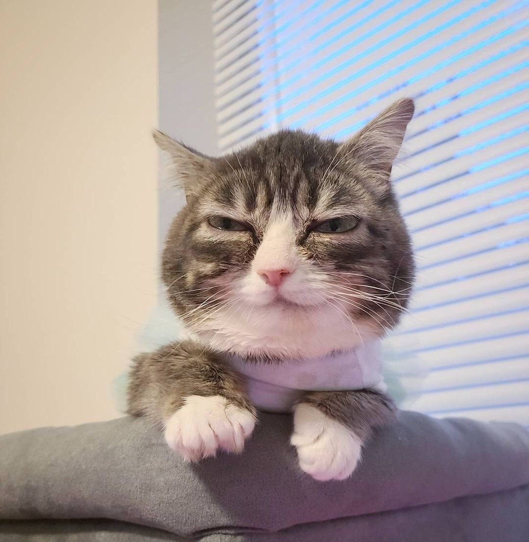 Derpcat18's tweet image. seeing this more often. also 200 comments…

like genuin advice not tryina sound wierd but leaving becouse someone is a gooner is wierd. sure being a gooner is a uncommon thing to reveal and discover but leaving bcs of that is just wierd. 

P.S have a wonderful april 1st.