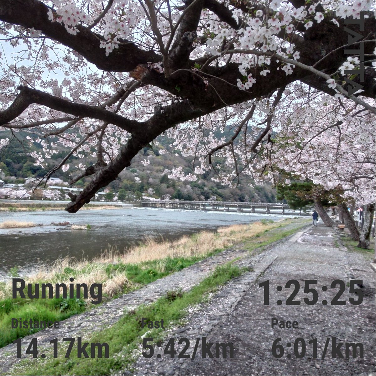 YA1974H's tweet photo. 2026/4/1 (水) 
今日の水曜日も午後は雨予報。
3週連続になりそうや。
雨が降る前に🏃嵐山へ。
昨日の雨で桜🌸も、だいぶ散ってきたなぁ。 https://t.co/gCIfDIhbRQ