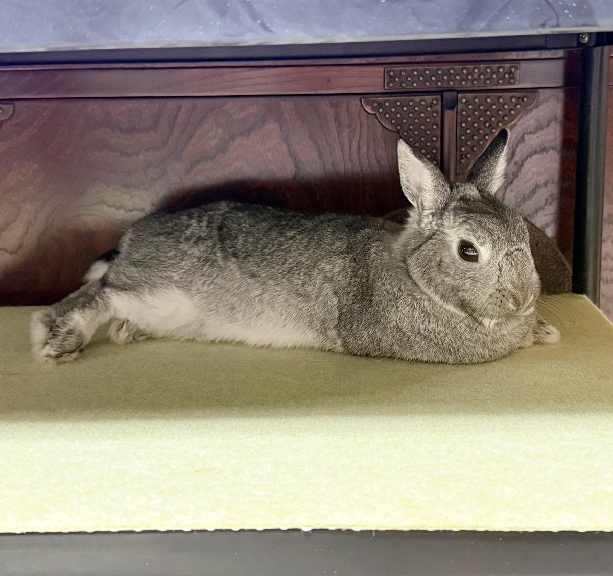 바람（baram）ちゃん tweet media