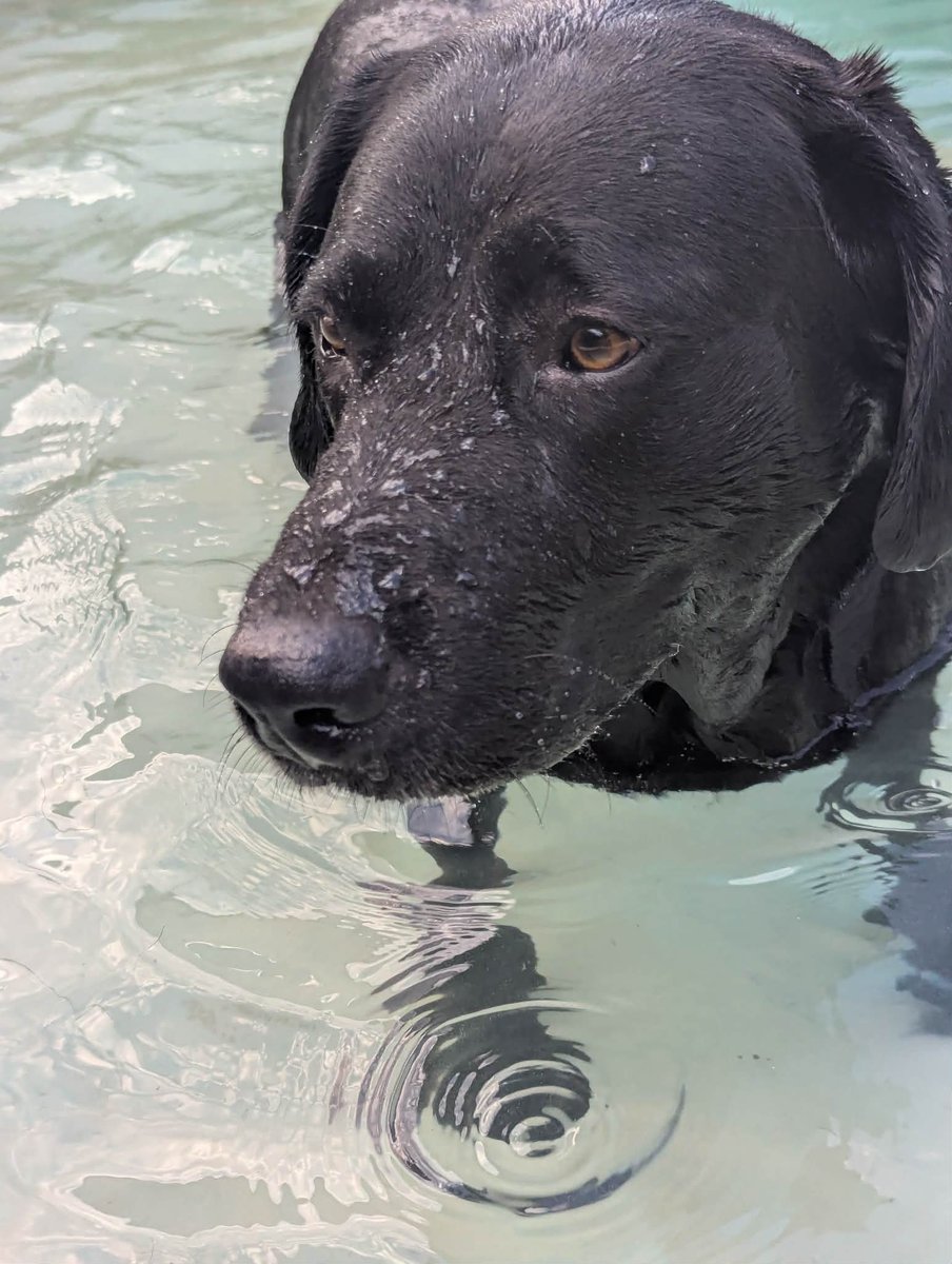 PMounou's tweet image. #LabradorNoir #blacklab #Pruffe