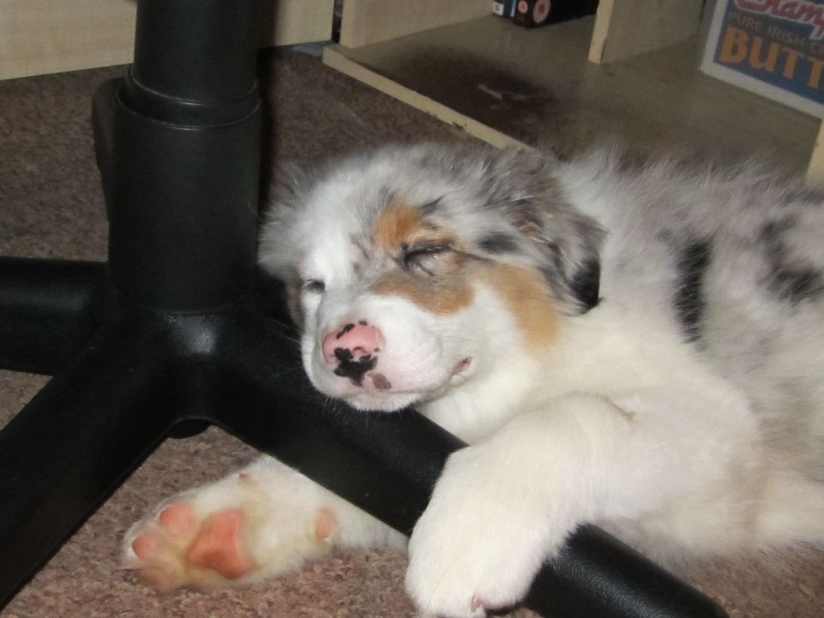 SiliGremlin tweet media