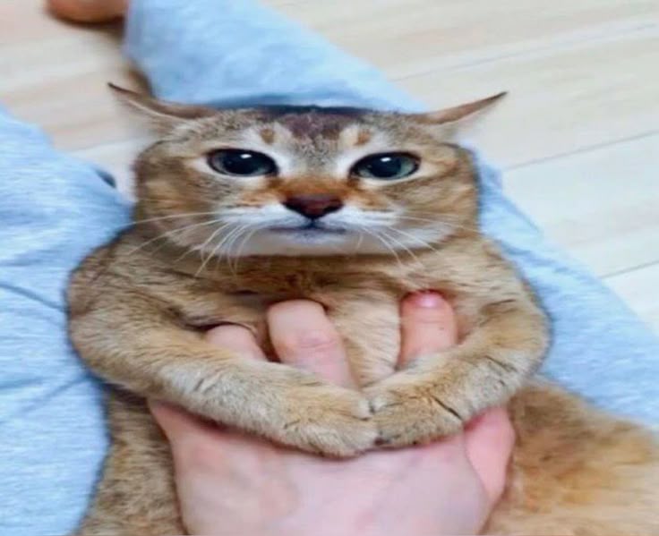 ℍ 𝔸 ℕ ℕ 𝔸 ℍ tweet media