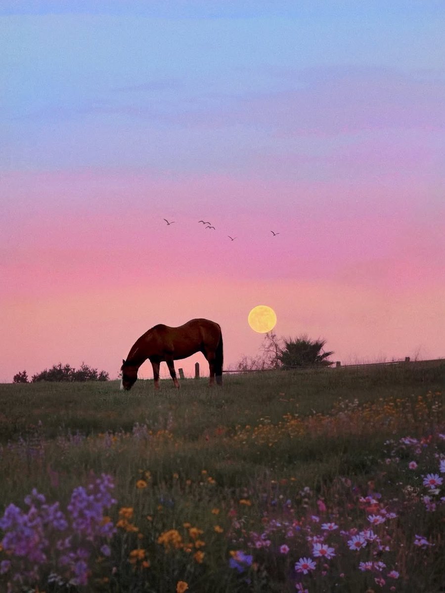 wildflowerdaysi's tweet photo. Under the Western Moon https://t.co/OwWVPBNU2S