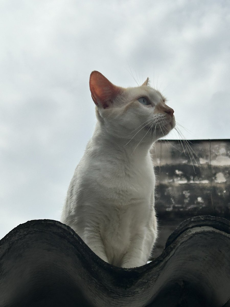 clary 🪭 tweet media