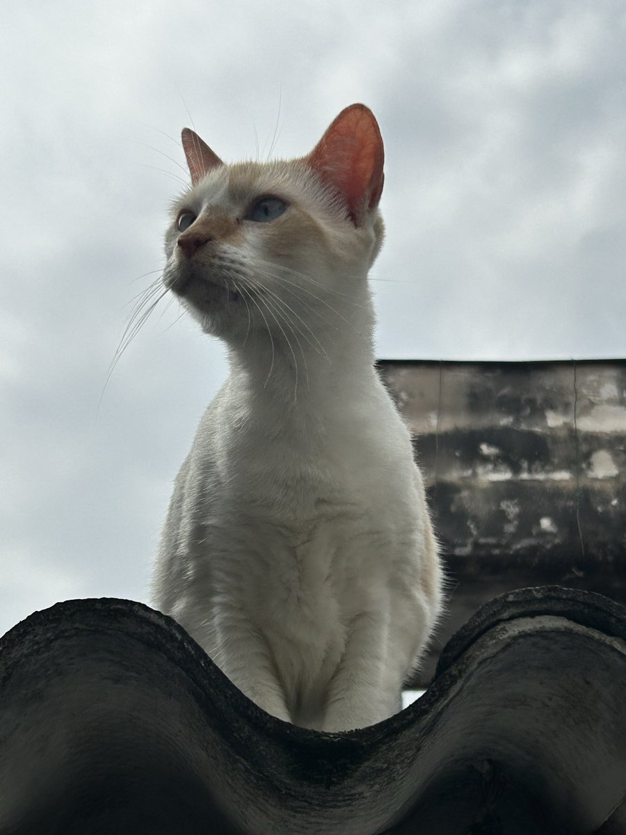 clary 🪭 tweet media