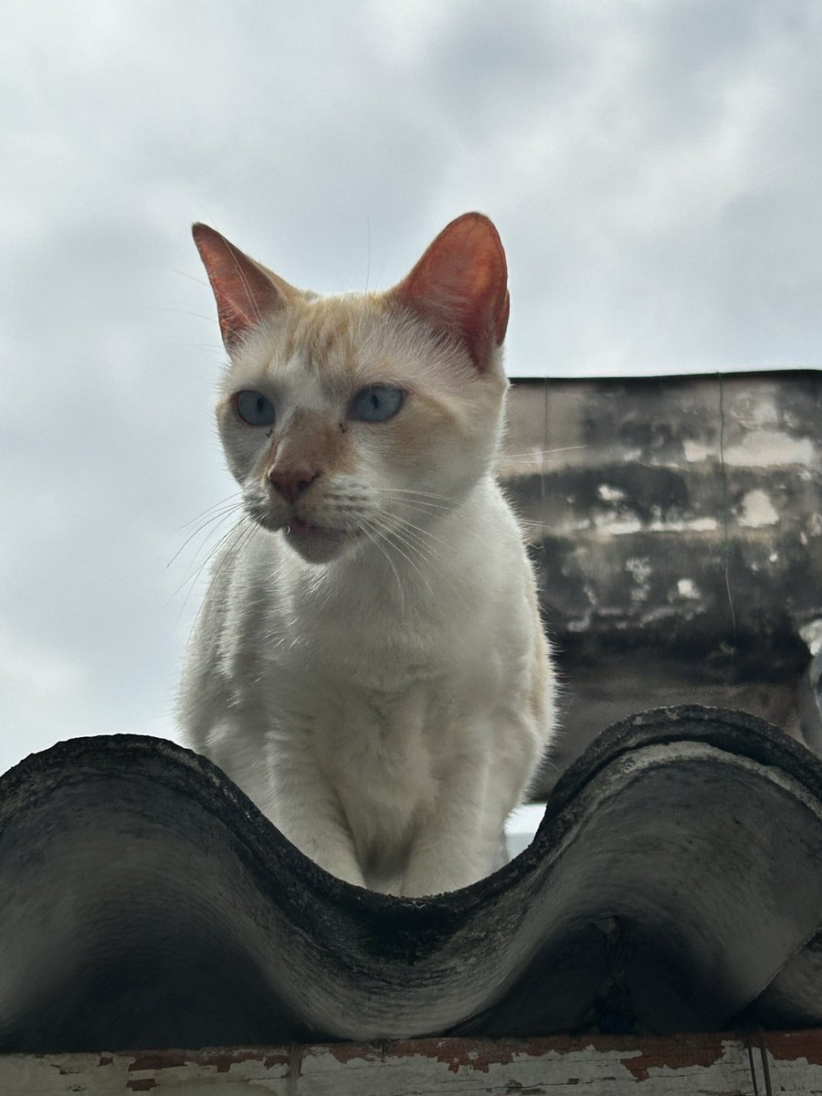 clary 🪭 tweet media