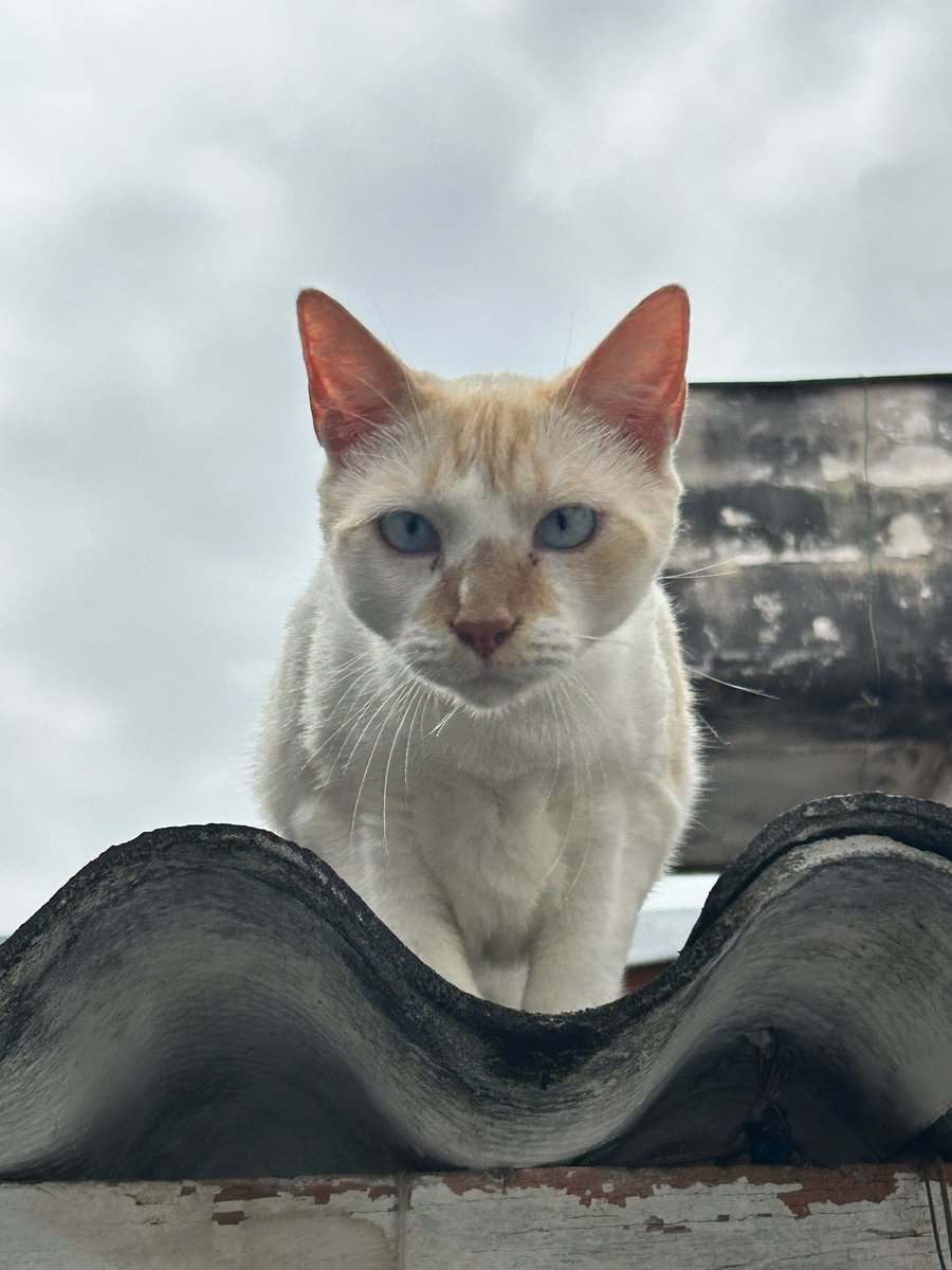 clary 🪭 tweet media