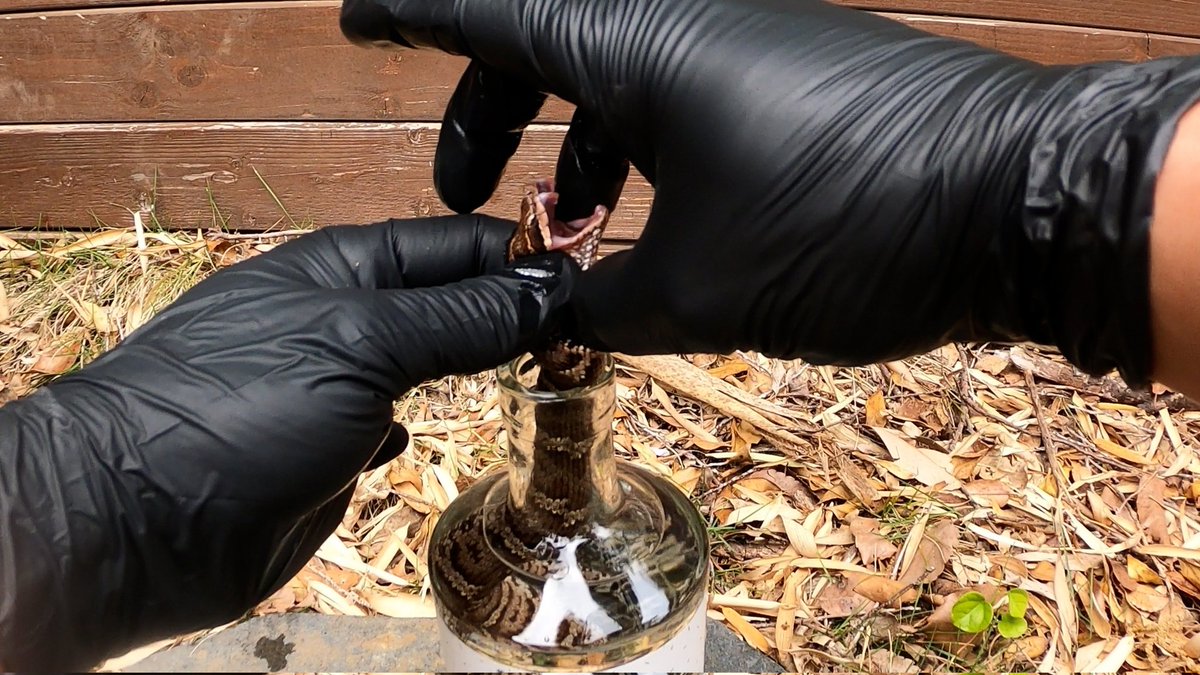 ちーとん。 tweet media