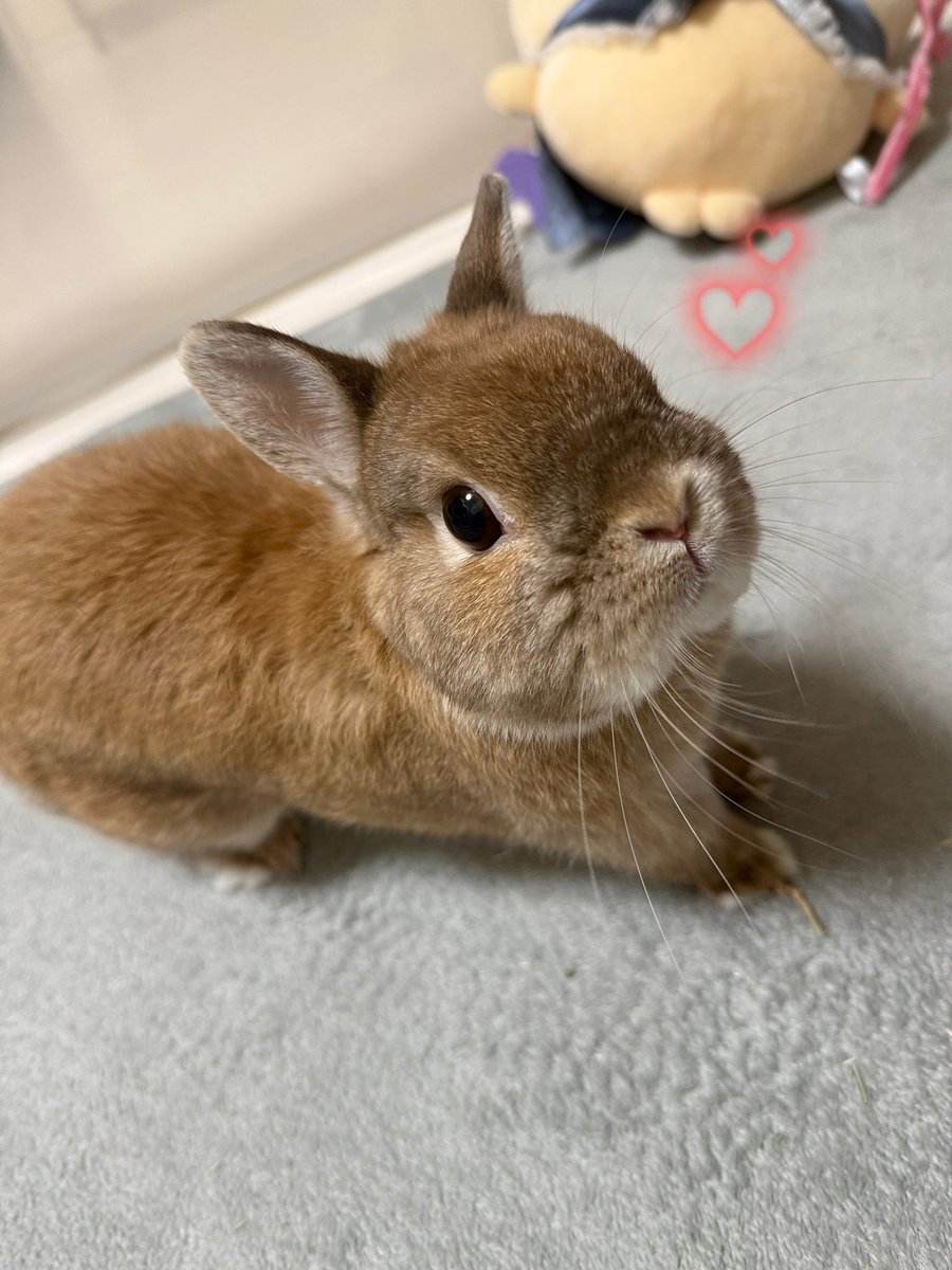 桜音🐰🌸杏🧸🍁 tweet media