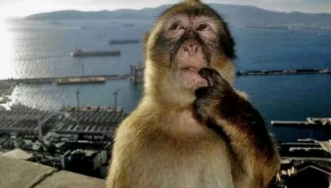 Bortly but evil. tweet media