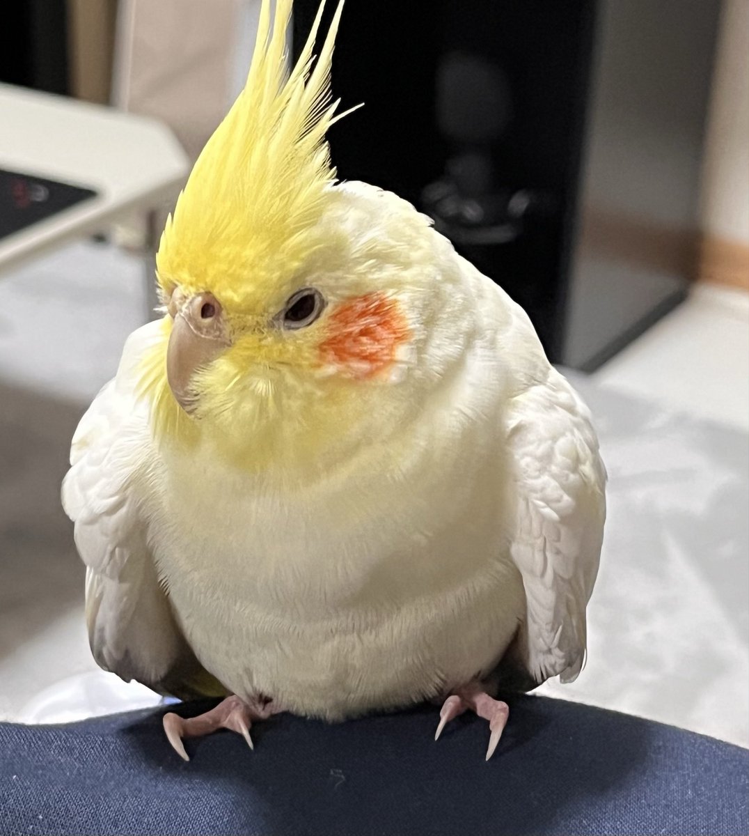 飼い主探してます tweet media