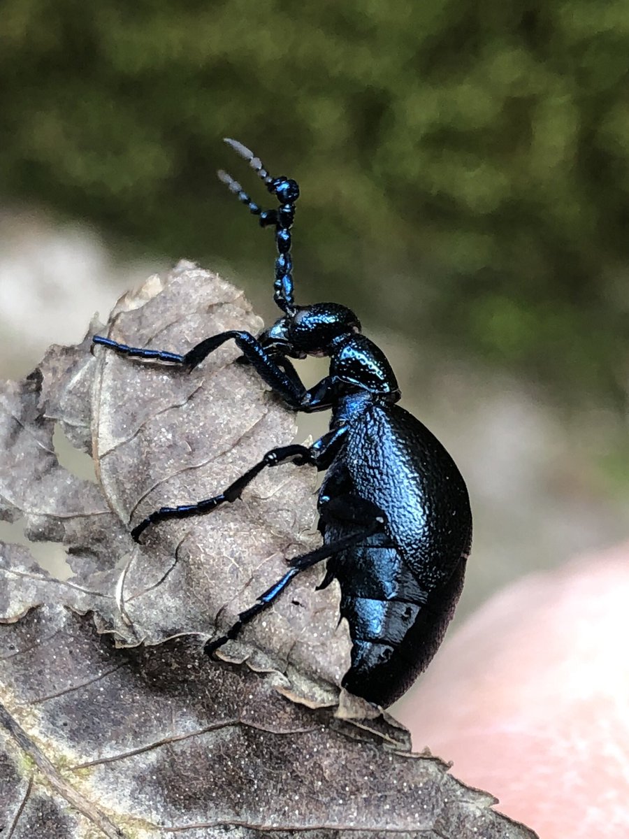 パルピ 生き物垢 tweet media