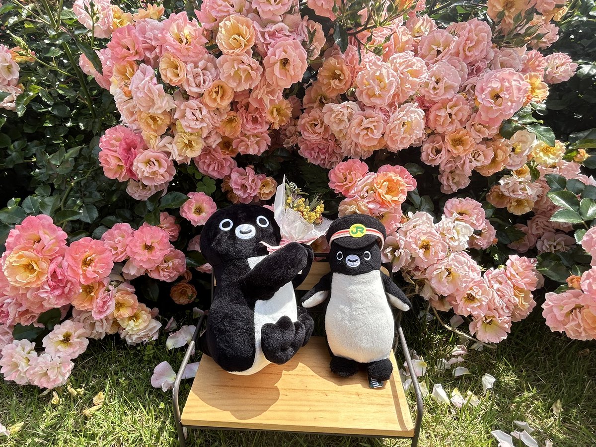 ほしの tweet media