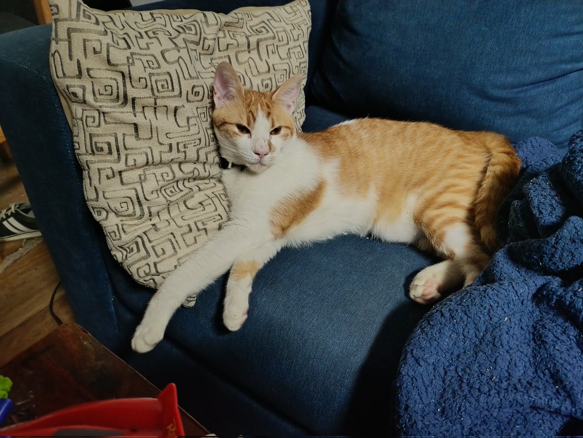 MatiasGleich tweet media