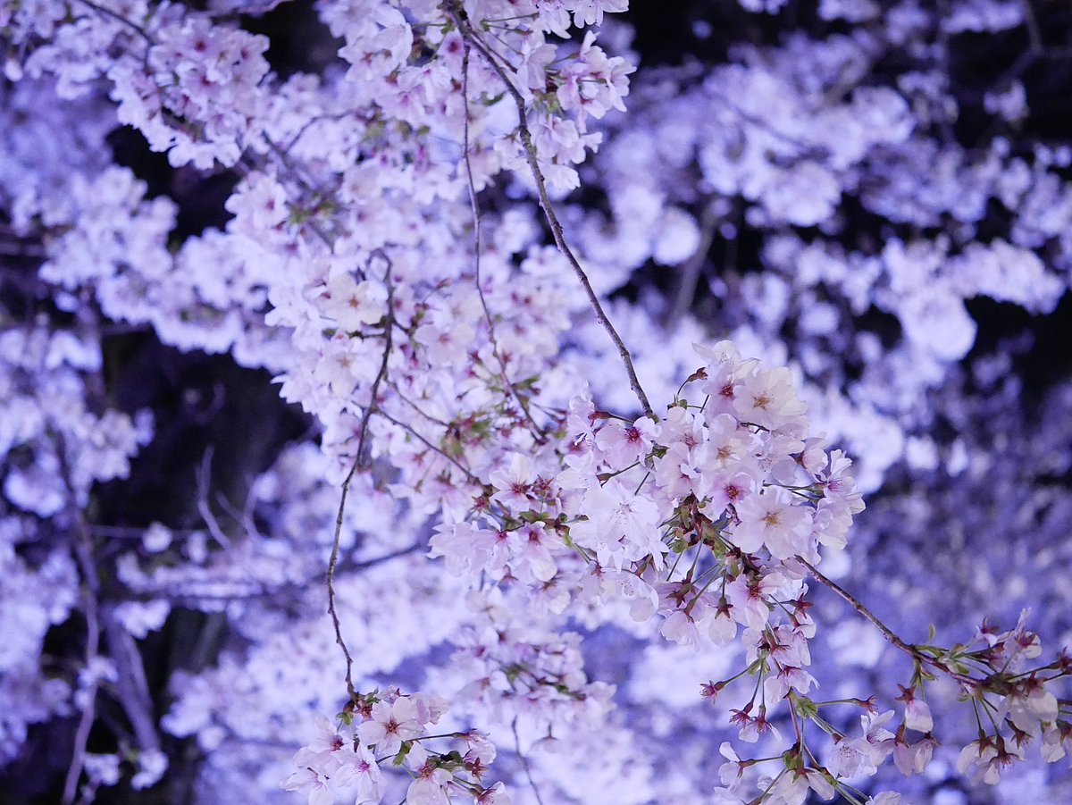 七尾 太一 tweet media