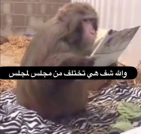 سعود tweet media