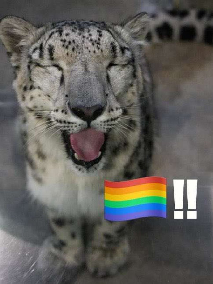 IM_CATBUG tweet media