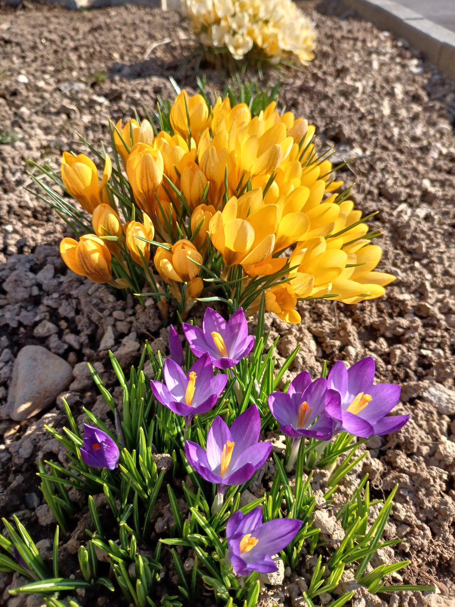 おばちゃん tweet media