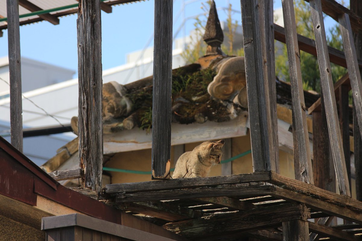 藤内 勝海 tweet media