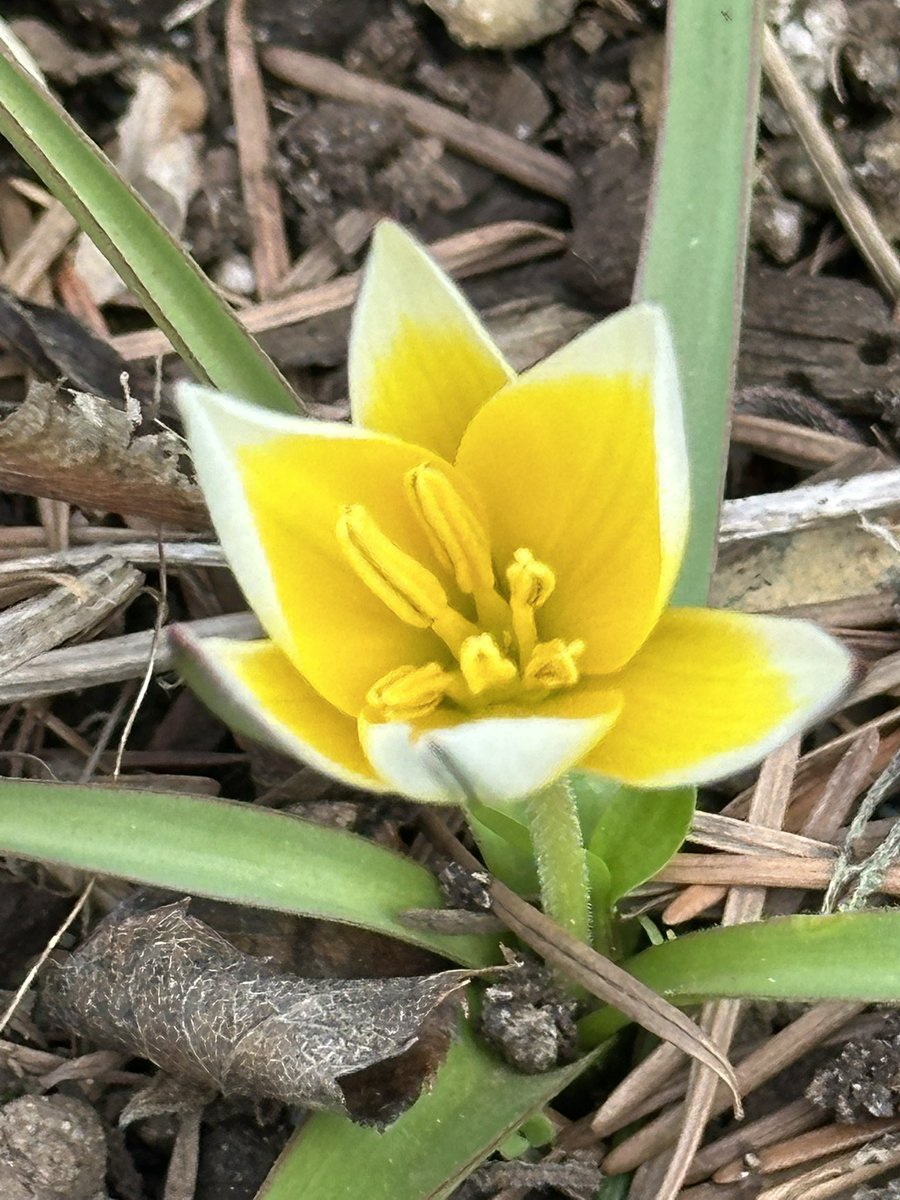 VanIsleGardener's tweet image. This little tulip was not open in the morning and mid-day in but the sun was warming the yard so it opened mid-afternoon. It’s the first tulip out in #MyGarden this year.  #TuesdayTulips #SpringBulbs #Gardening