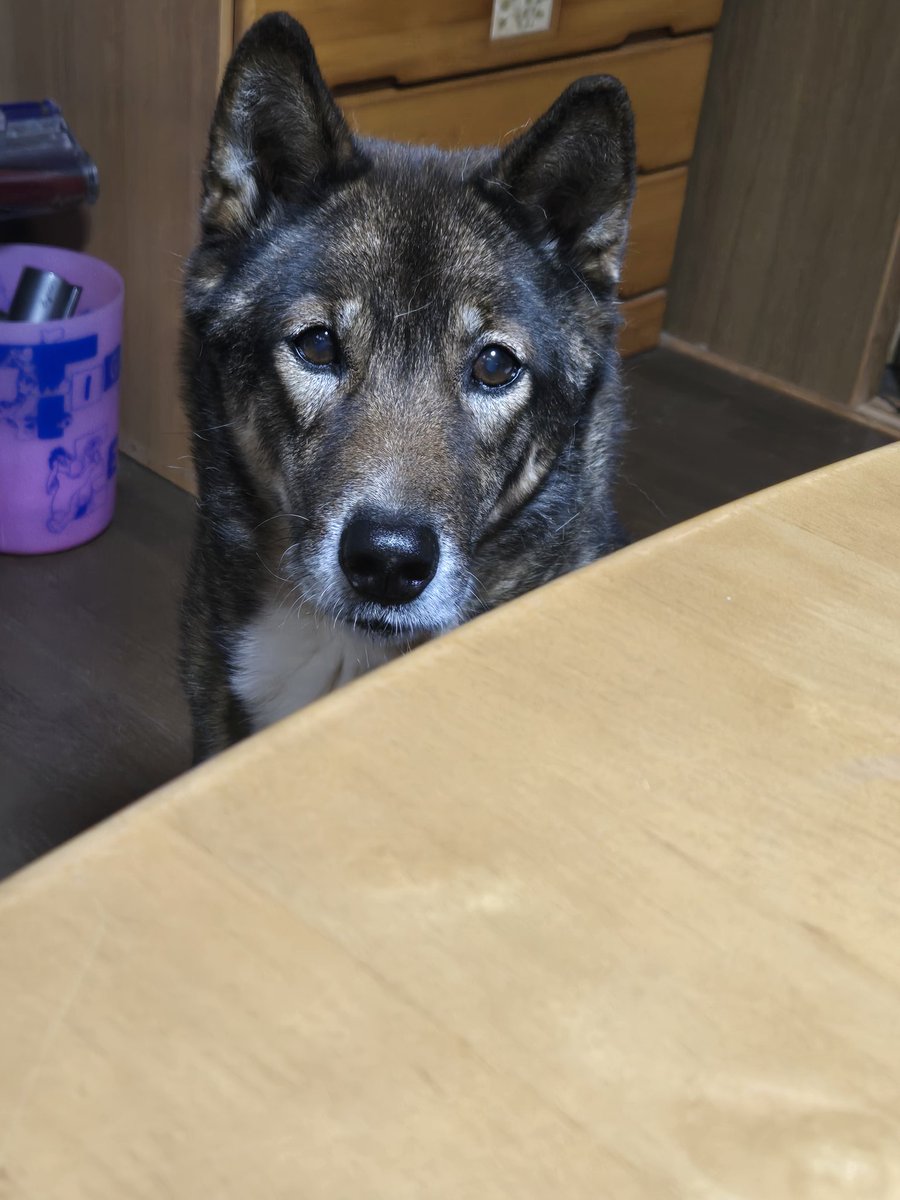 まるこ/こだまの飼い主👩 tweet media