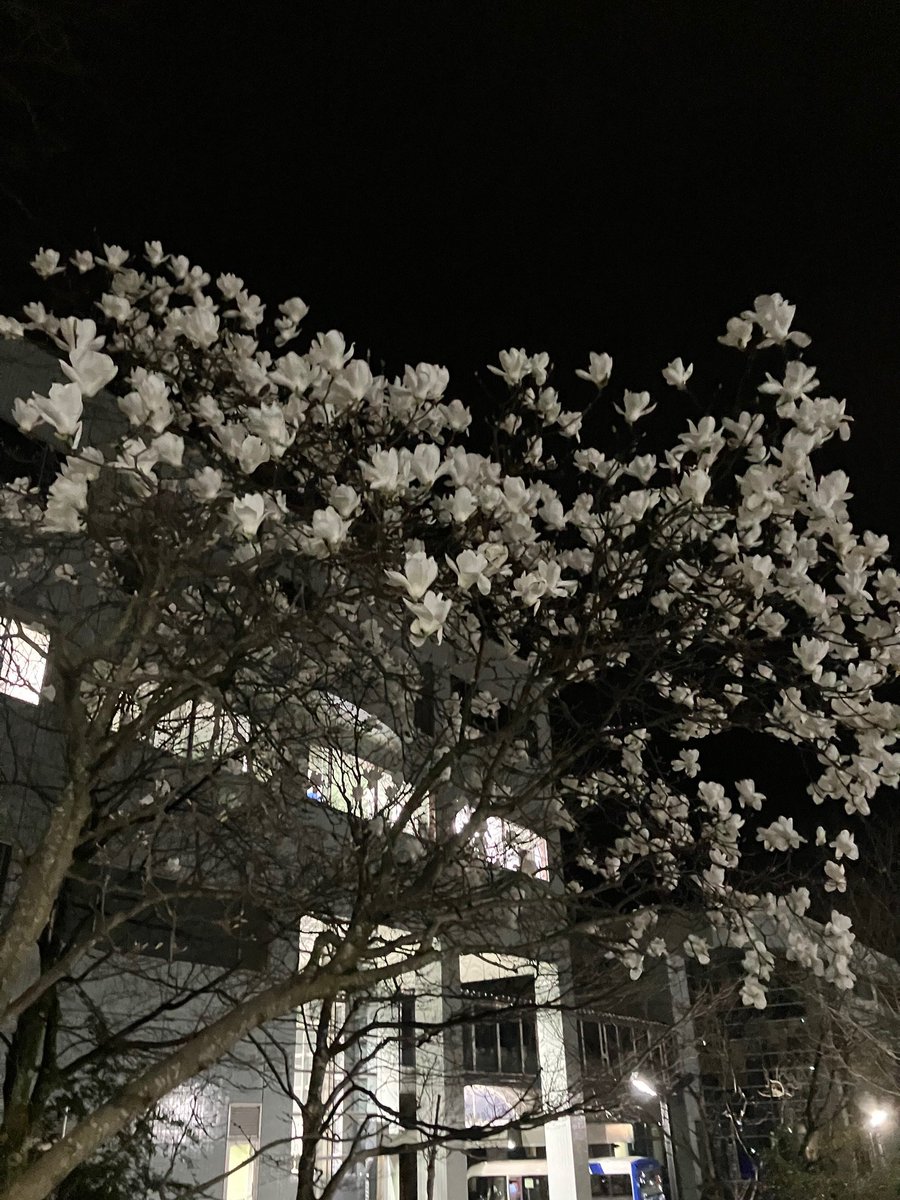 JAIST大平研究室 tweet media