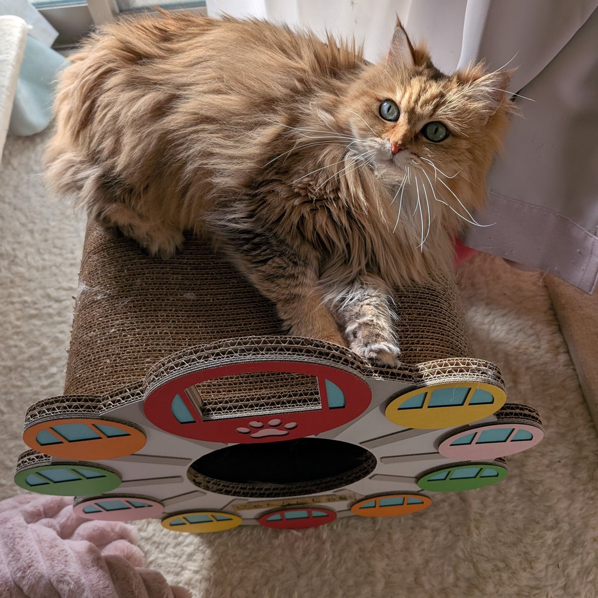 むぎとろほたて tweet media