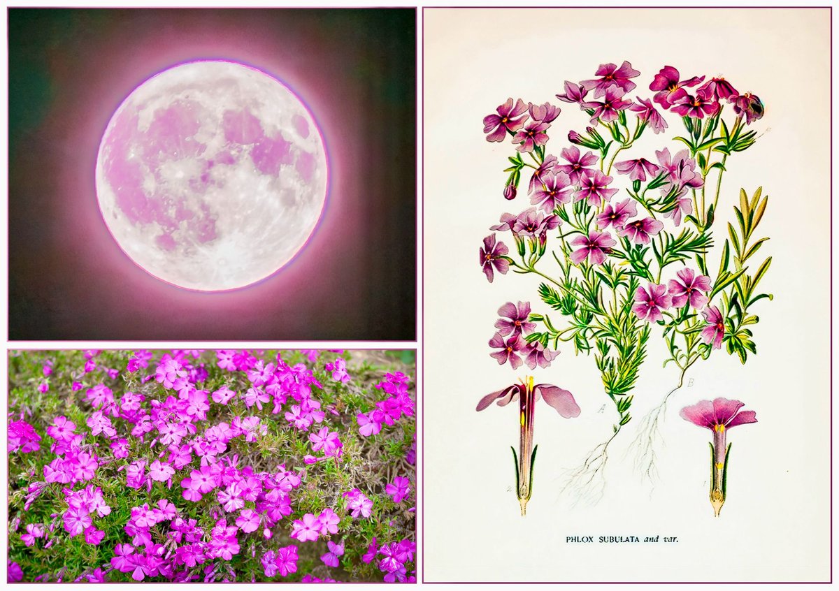 VenetiaJane's Garden tweet media