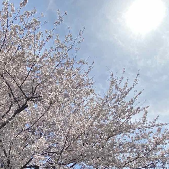 石田まさひろ : 看護師・参議院議員（比例・全国区） tweet media