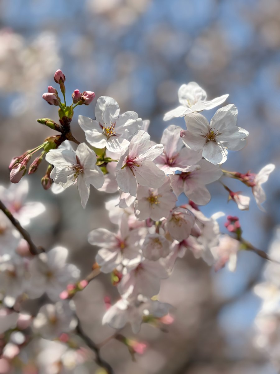 コムソフト株式会社 【公式】 tweet media