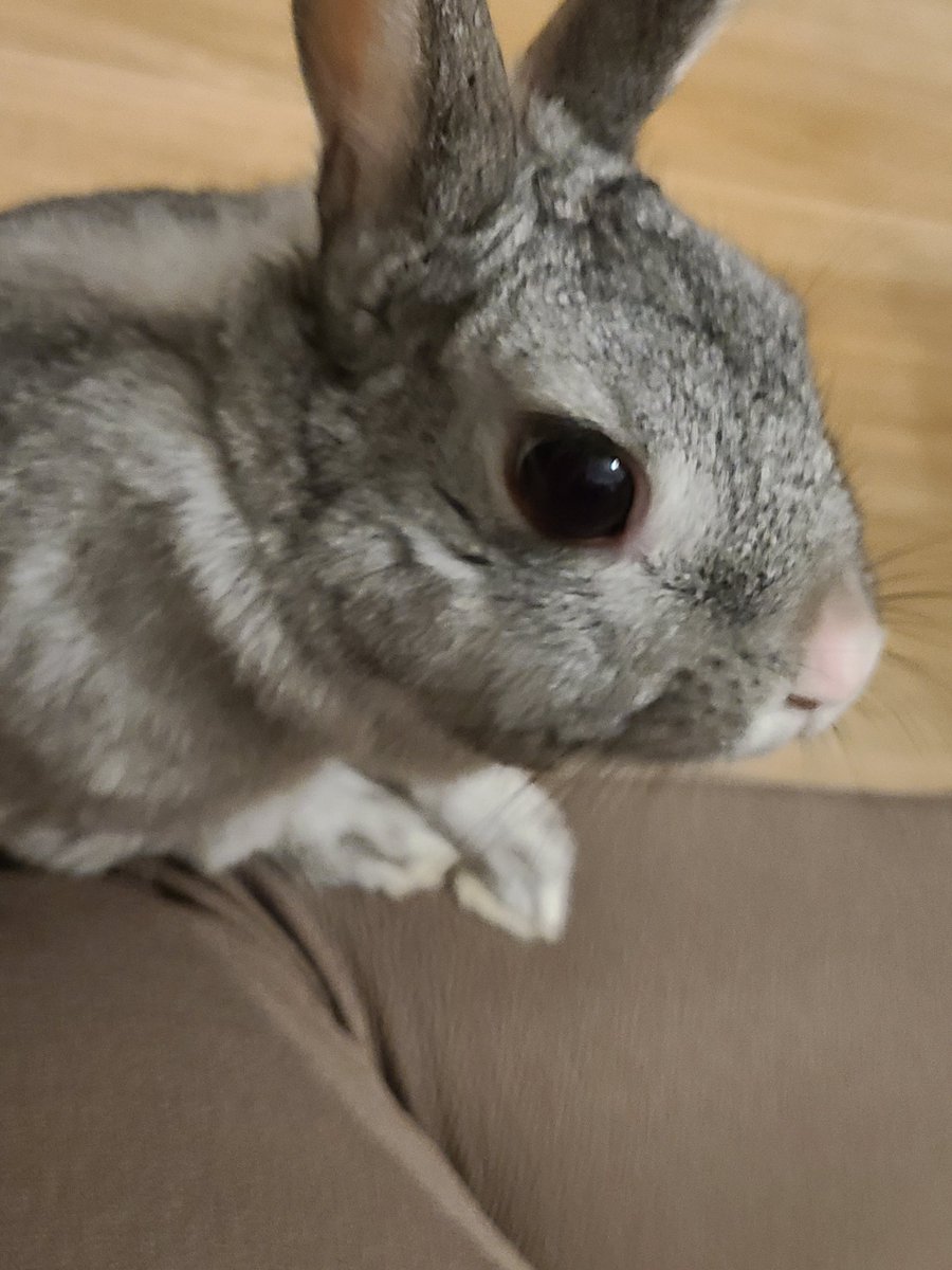 ご飯クレクレうさぎ🐰