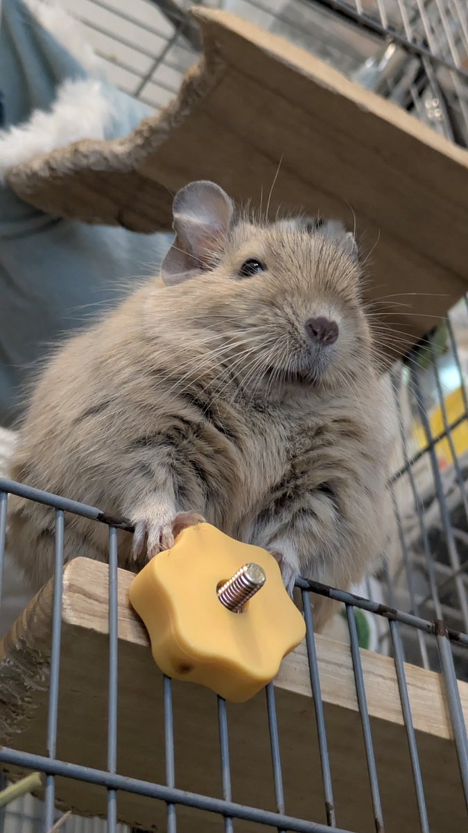 きなこもち tweet media