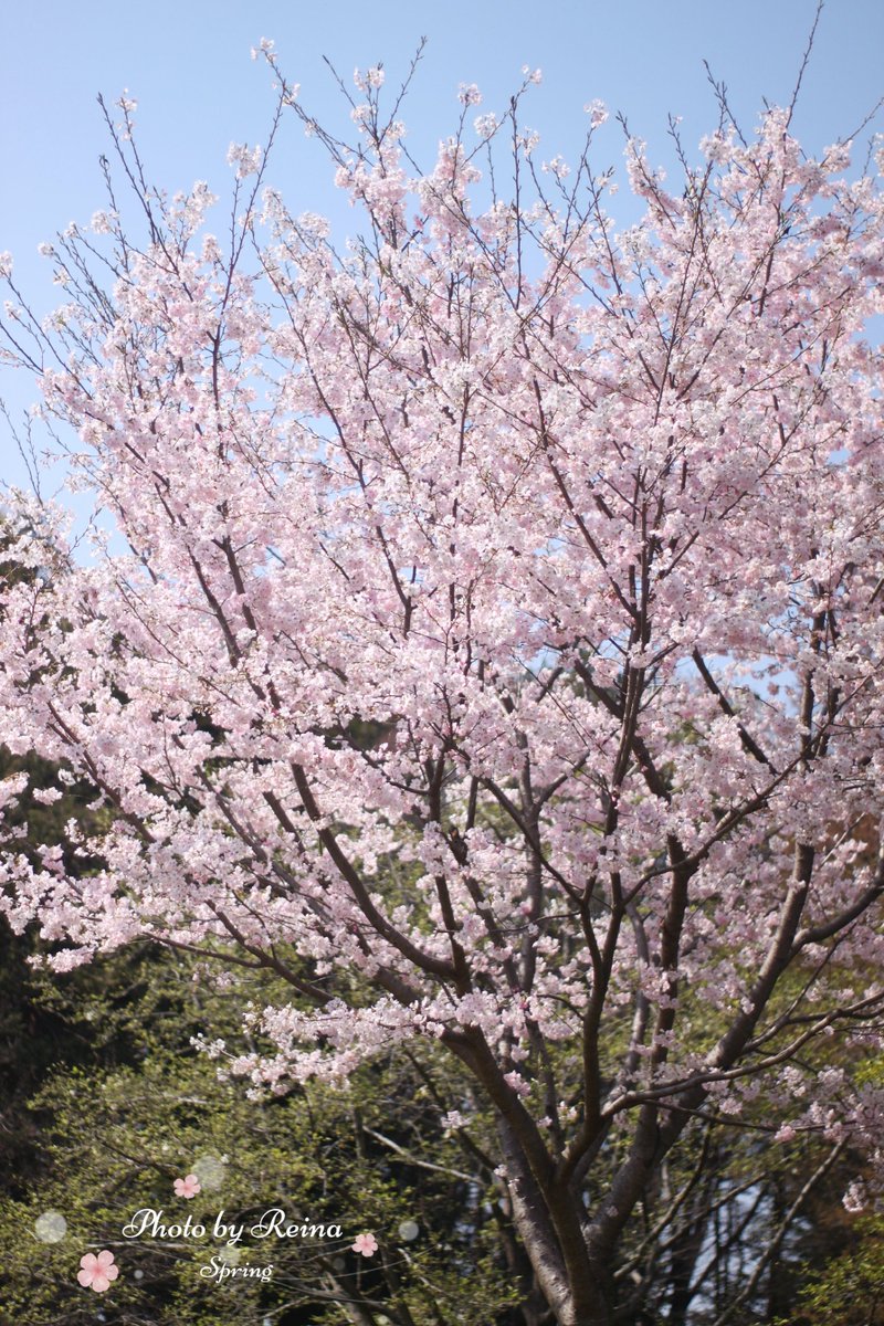 ฺฺ桜井 麗奈*𝚁𝚎𝚒𝚗𝚊*𝟸𝚗𝚍 🐱🐾🌸🌹 tweet media