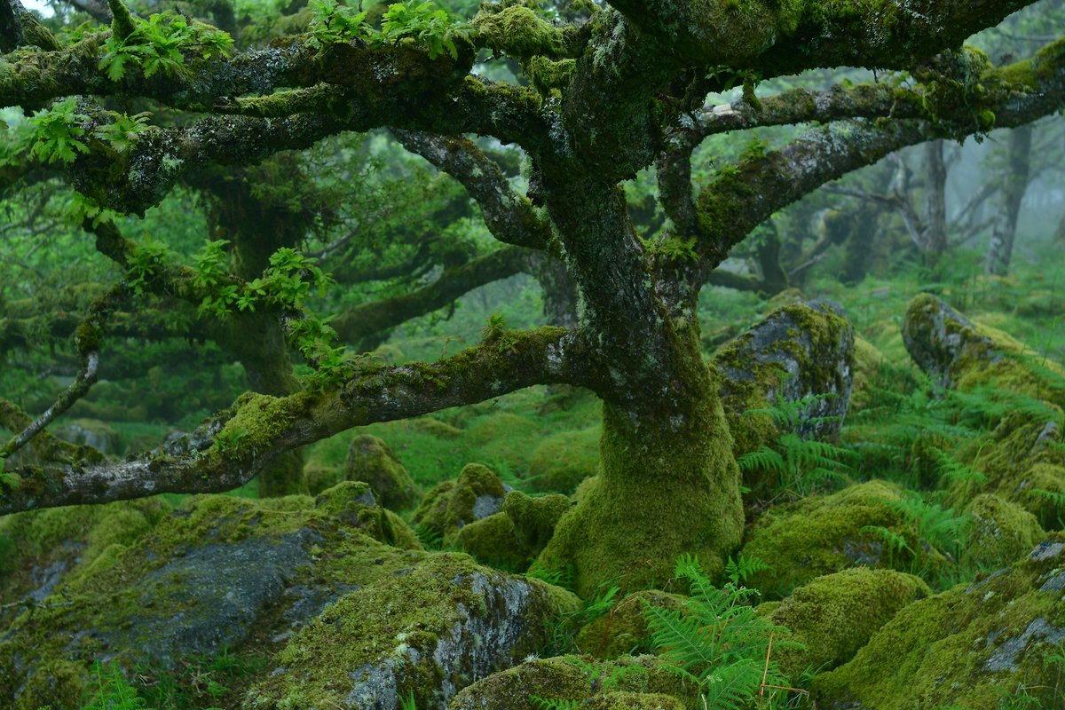 Rubedo Nihil tweet media